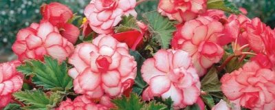 秋海棠的花語，寓意思念、快樂、溫柔等