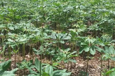 重樓的種植效益，每年基本都是供不應求