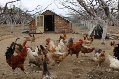 土雞的散養(yǎng)要點，一定要選擇好一點的雞苗