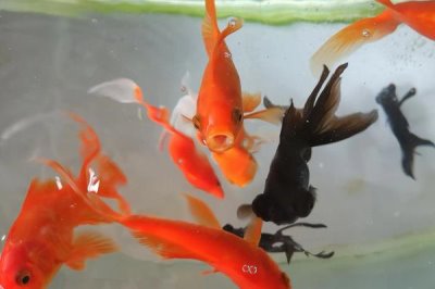 金魚吃水草嗎，喜愛水生植物但需多種飼料搭配喂養(yǎng)