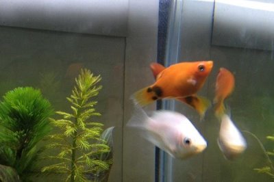 如何飼養(yǎng)剛出生的米奇魚，需要投喂富含營養(yǎng)、容易消化的食物