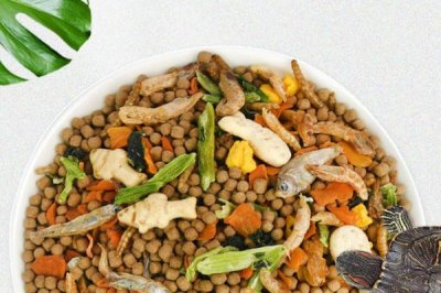 烏龜飼料是否要泡在水中，需要泡水、這樣更容易消化