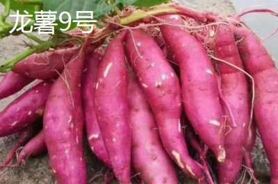 高產(chǎn)紅薯品種，蘇薯8號的平均產(chǎn)量達到8500斤