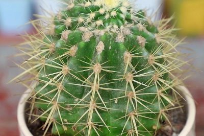 仙人球的養(yǎng)殖方法，切取后的插穗晾上5-7天再扦插