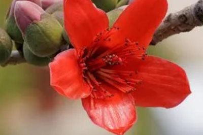 廣州市的市花，市花是一座城市的綠色名片