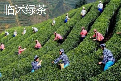 山東省臨沭縣的特產(chǎn)，臨沐太子參在東南亞市場享有盛譽(yù)