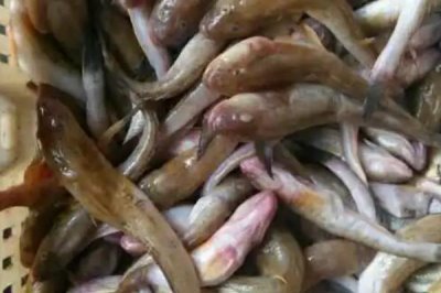 光魚的產(chǎn)地，在我國主產(chǎn)于東海、黃海、渤海