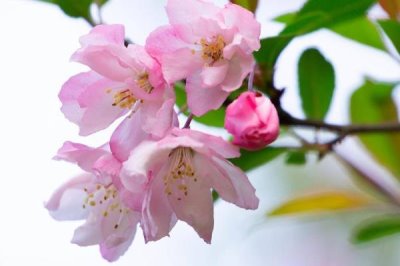 海棠花的花語，寓意離愁、苦戀之情等