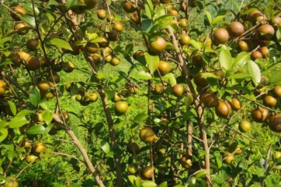 大果寒露2號油茶，為大果早花型品種