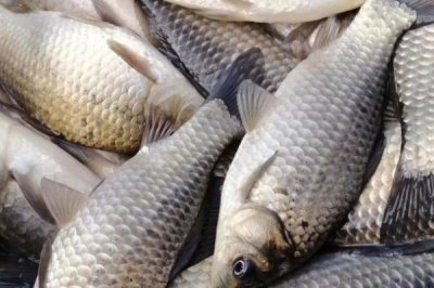 三四斤的鯽魚(yú)是什么品種，主要有以下這6種