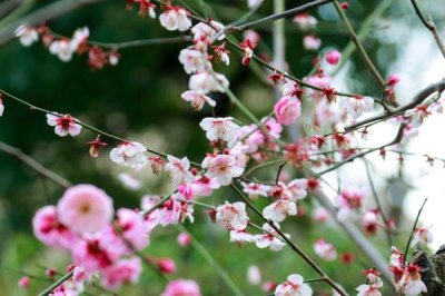 梅花有哪些品質(zhì)，寓意強(qiáng)大獨(dú)立、堅(jiān)韌頑強(qiáng)等