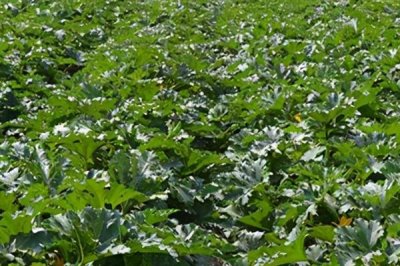 如何避免西葫蘆落花落果，溫度、光照都需要控制好