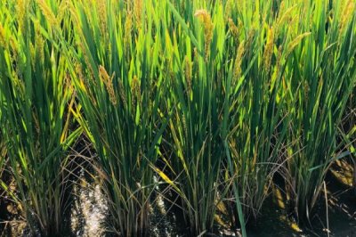 惠和優(yōu)236水稻種子特點(diǎn)，該品種基部葉葉鞘中等紫色