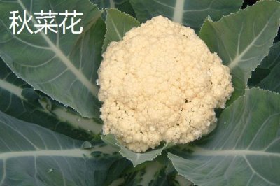 椰菜花的適宜種植時間，定植過早不利于發(fā)育