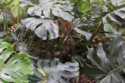 龜背竹怎么長成老樁，將植株的根莖截取下來精心養(yǎng)護