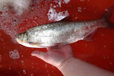 翹嘴紅鲌?jiān)趺答B(yǎng)殖，魚苗放養(yǎng)要趁早