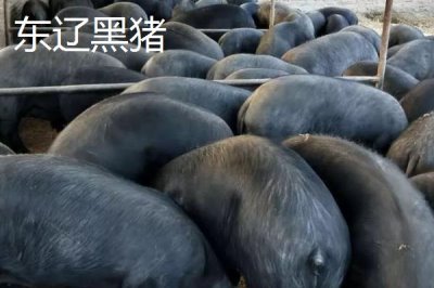 吉林遼源的特產(chǎn)，東遼黑豬是中國國家地理標(biāo)志產(chǎn)品