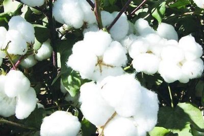 如何防治棉花僵苗，需適時播種和適量施肥等
