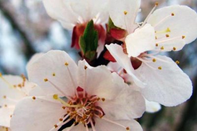 杏樹十月開花是怎么回事，是由于管理不善導(dǎo)致的