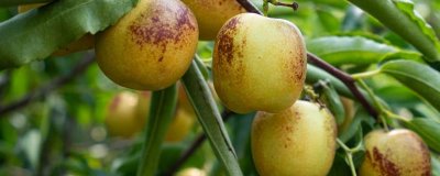冬棗的種植環(huán)境要求，需具備充足的光照、土壤需足夠肥沃
