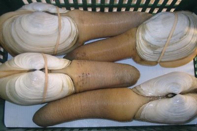 象牙蚌的價格，野生的在700-1000元/斤