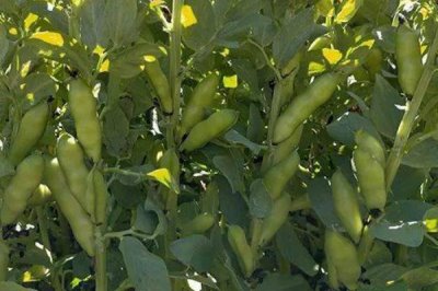 蠶豆的種植方法，播種后需及時(shí)灌溉