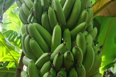 香蕉的產(chǎn)地，原產(chǎn)地是東南亞