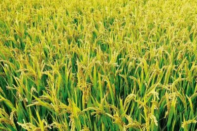 望兩優(yōu)909水稻種子特征特性，4月中下旬播種