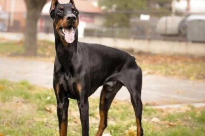 杜賓犬智商高嗎，在狗狗中排第5名