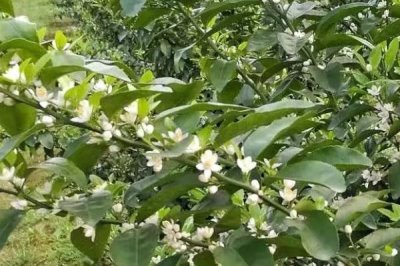 柑橘花期能施尿素嗎，柑橘在花期可以施尿素