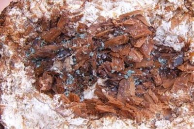 木霉菌有什么作用，能對抗和控制植物病原、病毒