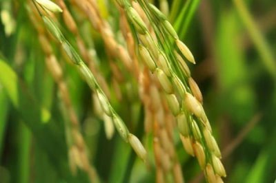 中兩優(yōu)018水稻種簡介，每畝有效穗數16.4萬穗