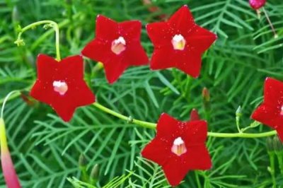 蔦蘿的花語，寓意相互幫助、忙忙碌碌等