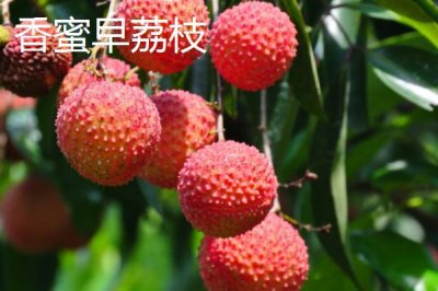 靈山荔枝品種，三月紅的成熟時(shí)間最早