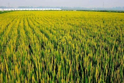 F兩優(yōu)658水稻種子特點(diǎn)，一般3月下旬至4月上旬播種