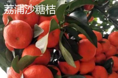 廣西省荔浦市的特產(chǎn)，荔浦馬蹄久負盛名