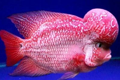 羅漢魚喂什么飼料好，可喂動物飼料、植物飼料和專門的魚飼料