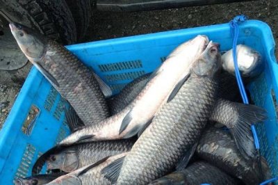 烏青魚是什么魚，實際上就是青魚