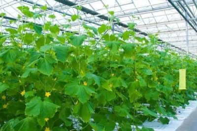 甜瓜株距行距是多少，根據(jù)甜瓜品種而定