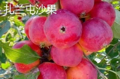 扎蘭屯市的特產(chǎn)，扎蘭屯沙果遠(yuǎn)近聞名