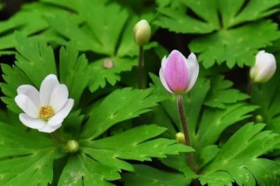 鵝掌草的產(chǎn)地，主要分布于云南西北部、四川、貴州等地