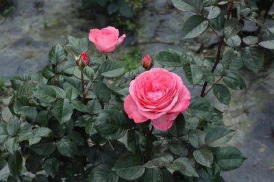 春天玫瑰花需要剪枝嗎，春天修剪可讓植株長得更好