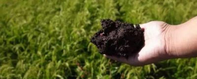 生物有機肥的作用和使用注意事項，可改善土壤并增強植物的抗病力