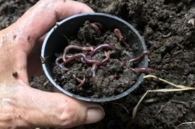 蚯蚓的銷路有哪些，可作為飼料、制藥原料等
