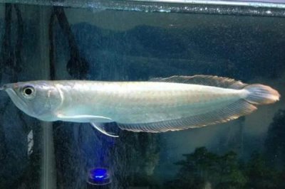 銀龍魚(yú)的喂食方法,每次可以喂到7-8成飽