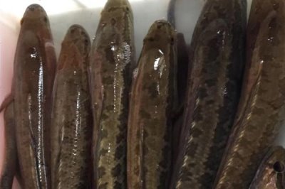 黑魚的養(yǎng)殖技術，要選擇健壯且無病蟲害的優(yōu)質魚苗