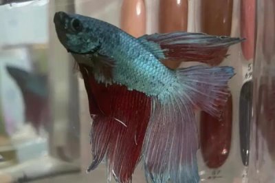 斗魚是什么魚，是鱸形目絲足鱸科斗魚屬的小型魚類