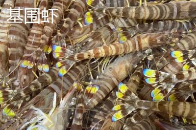 草蝦的產地，在我國分布廣泛
