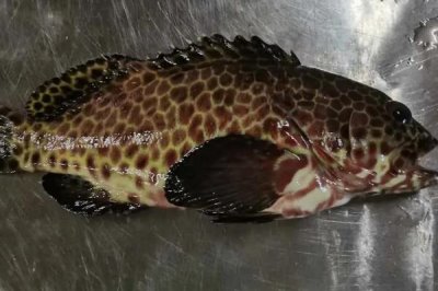 富貴斑的主要產(chǎn)地，主產(chǎn)于歐洲和我國(guó)新疆額爾齊斯河水系