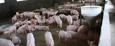 冬天有哪些常見的養(yǎng)殖誤區(qū)，使用劣質(zhì)飼料容易導(dǎo)致畜牧掉膘
